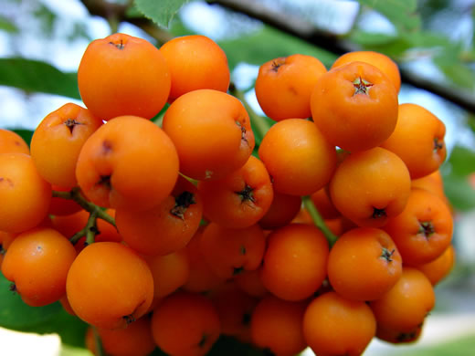 image of Sorbus aucuparia ssp. aucuparia, European Mountain-ash, Rowan