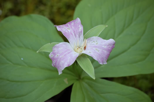 Trillium grandiflorum, Large-flowered Trillium, Great White Trillium, White Wake-robin, Showy Wake-robin