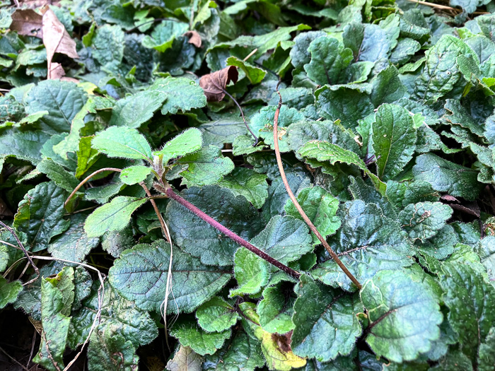 image of Chrysogonum australe, Gulf Coast Green-and-gold