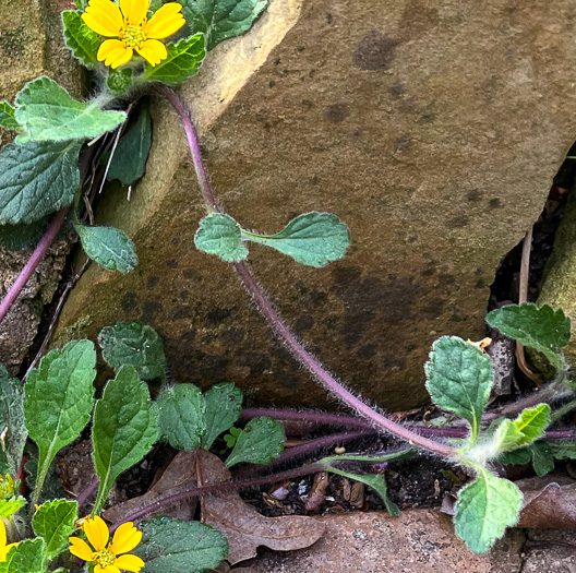 image of Chrysogonum australe, Gulf Coast Green-and-gold