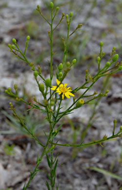 Pityopsis graminifolia, Narrowleaf Silkgrass, Grassleaf Goldenaster