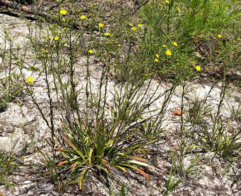 image of Pityopsis graminifolia, Narrowleaf Silkgrass, Grassleaf Goldenaster