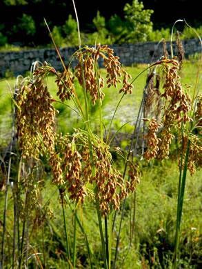 spikelet