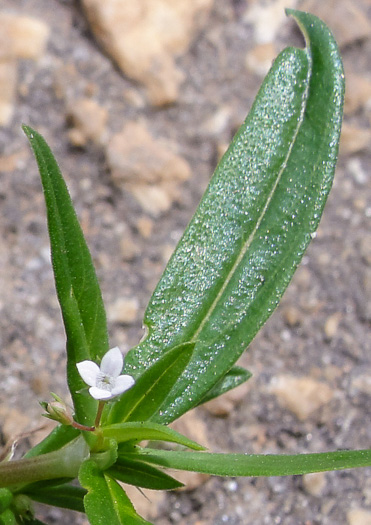 image of Oldenlandia corymbosa, Diamond-flower, Flattop Mille-graines