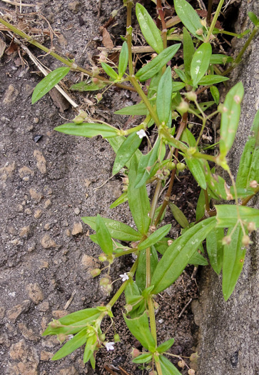 image of Oldenlandia corymbosa, Diamond-flower, Flattop Mille-graines