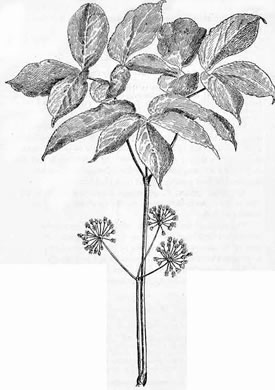 drawing of Aralia nudicaulis, Wild Sarsaparilla