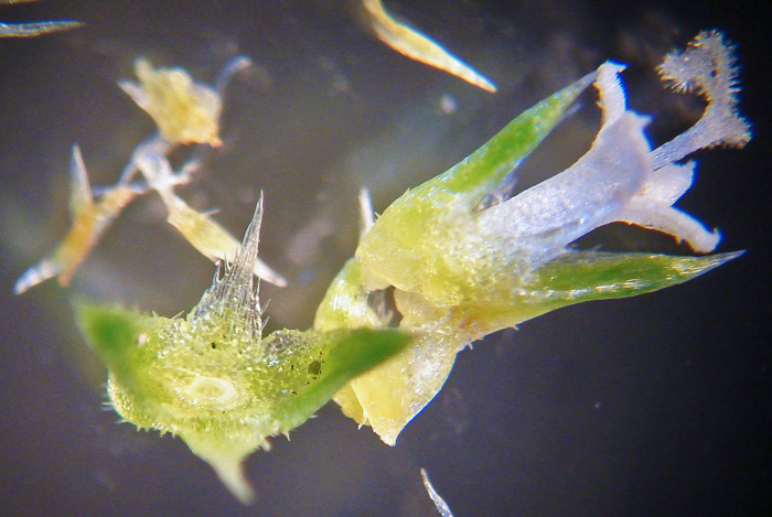 image of Mitracarpus hirtus, Girdle-pod