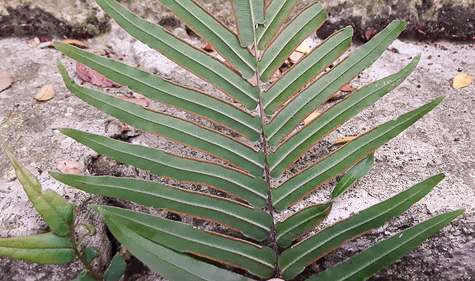 image of Pteris vittata, Ladder Brake, Chinese Brake Fern