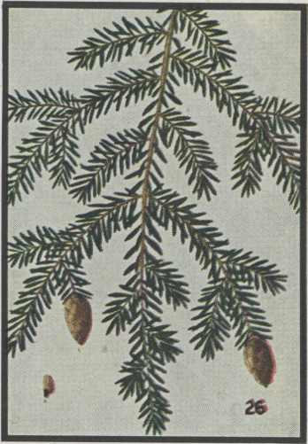 image of Tsuga canadensis, Eastern Hemlock, Canada Hemlock, Spruce Pine, Hemlock Spruce