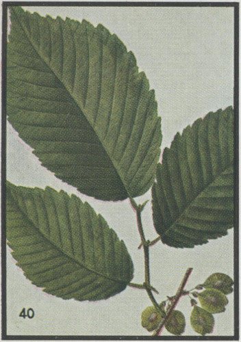 image of Ulmus rubra, Slippery Elm, Red Elm