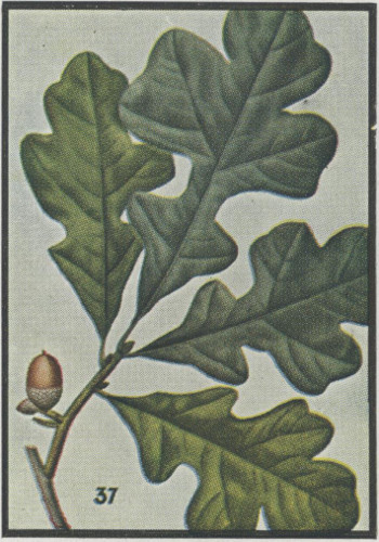 image of Quercus stellata, Post Oak