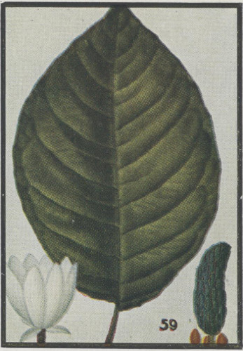 image of Magnolia acuminata var. acuminata, Cucumber Magnolia, Cucumber-tree