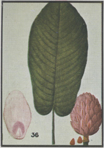 image of Magnolia macrophylla, Bigleaf Magnolia, Large-leaved Magnolia, Umbrella Tree