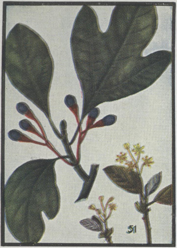 image of Sassafras albidum, Sassafras