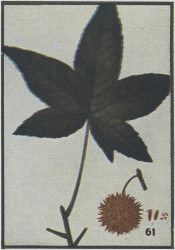 image of Liquidambar styraciflua, Sweetgum