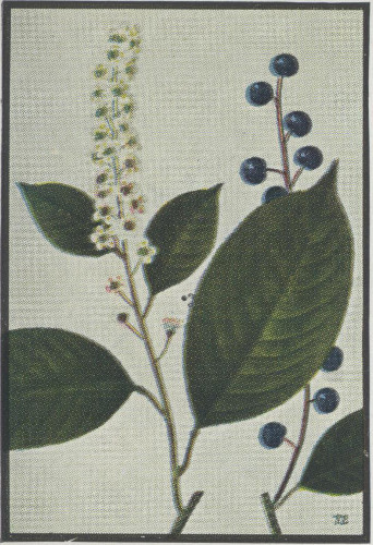 image of Prunus serotina var. serotina, Black Cherry, Eastern Wild Black Cherry, Bird Cherry