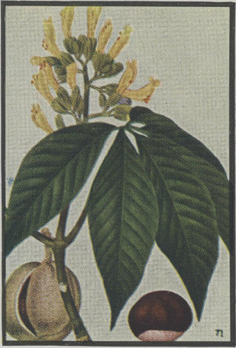 image of Aesculus flava, Yellow Buckeye