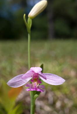 Rose Pogonia