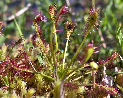 image of Drosera intermedia, Water Sundew, Spoonleaf Sundew