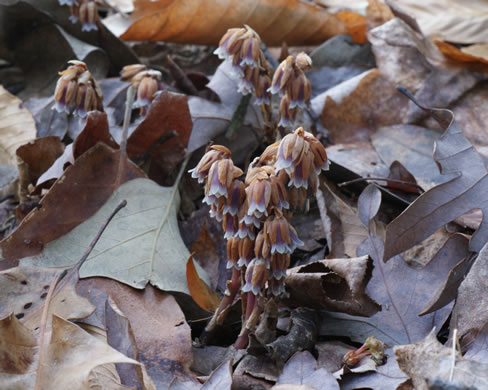 image of Monotropsis odorata, Appalachian Pygmy Pipes, Sweet Pinesap