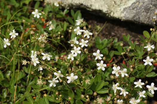 image of Sibbaldiopsis tridentata, Wineleaf Cinqefoil, Mountain Cinqefoil, Three-toothed Cinqefoil, Mountain White Potentilla