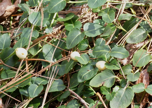 image of Mitchella repens, Partridgeberry, Twinflower