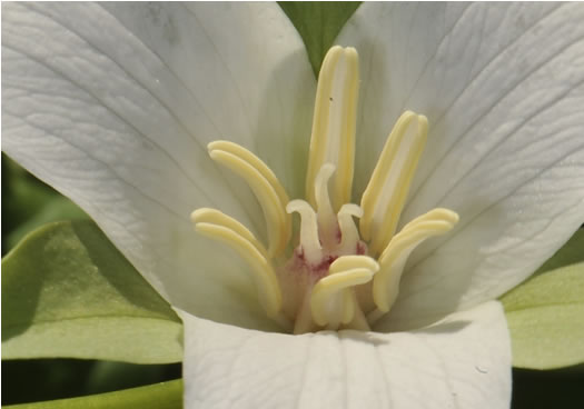 Trillium flexipes, Bent Trillium, Bent White Trillium, Bentstalk Trillium, Drooping Trillium