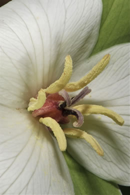 Trillium flexipes, Bent Trillium, Bent White Trillium, Bentstalk Trillium, Drooping Trillium