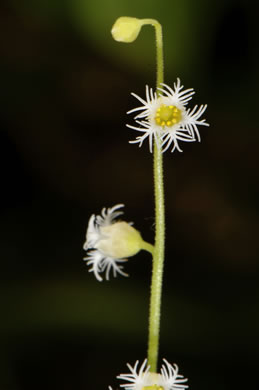 image of Mitella diphylla, Two-leaved Miterwort, Bishop's Cap