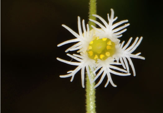 stamen