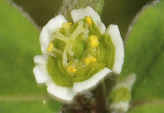 image of Euphorbia mercurialina, Cumberland Spurge, Mercury Spurge