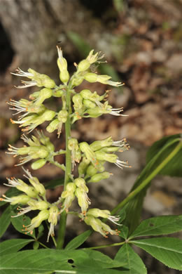 image of Aesculus glabra var. glabra, Ohio Buckeye, Fetid Buckeye, Chalky Buckeye