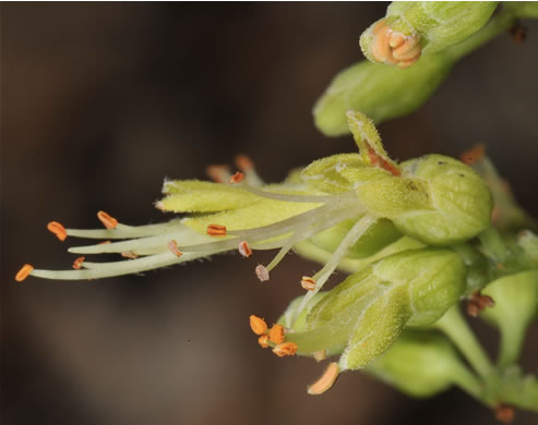 Aesculus glabra var. glabra, Ohio Buckeye, Fetid Buckeye, Chalky Buckeye