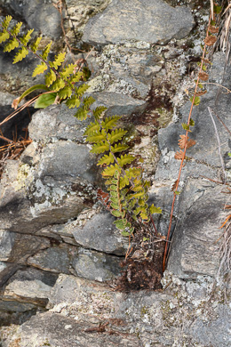 image of Astrolepis sinuata ssp. sinuata, Wavy Cloak Fern, Wavy Scaly Cloak Fern