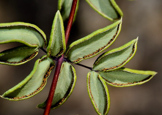 image of Pellaea wrightiana, Wright's Cliffbrake