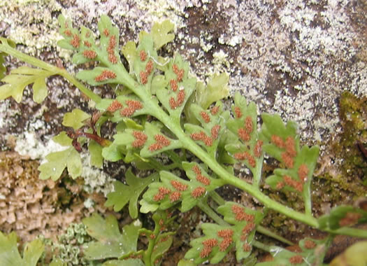 image of Asplenium montanum, Mountain Spleenwort