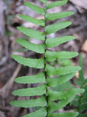 image of Asplenium platyneuron, Ebony Spleenwort