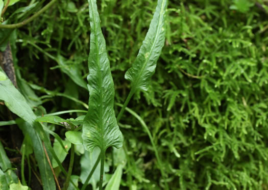 image of Asplenium rhizophyllum, Walking Fern