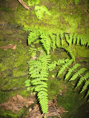 image of Cystopteris bulbifera, Bulblet Bladder Fern, Bulblet Fern