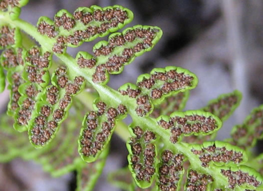 image of Myriopteris lanosa, Hairy Lipfern