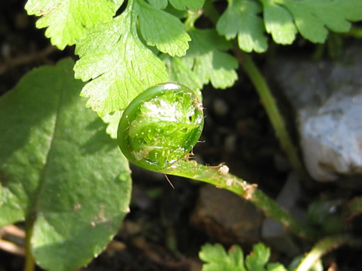 image of Cystopteris protrusa, Lowland Bladder Fern, Spreading Bladder Fern