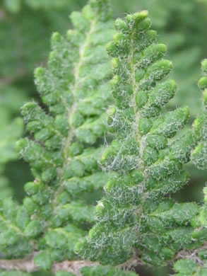 Woolly Lipfern