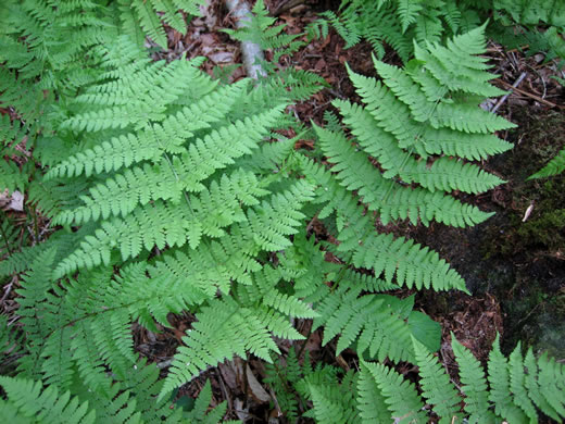 image of Dryopteris campyloptera, Mountain Woodfern