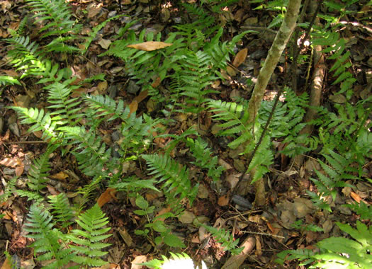 image of Dryopteris celsa, Log Fern