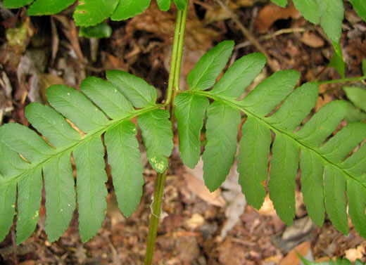 image of Dryopteris celsa, Log Fern