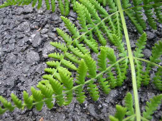 image of Sitobolium punctilobulum, Hay-scented Fern, Pasture Fern, Boulder Fern