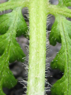 image of Sitobolium punctilobulum, Hay-scented Fern, Pasture Fern, Boulder Fern