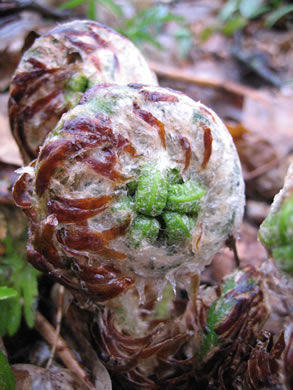 image of Dryopteris goldieana, Goldie's Woodfern