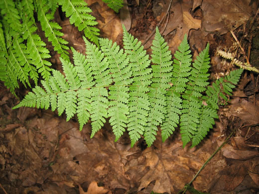 image of Dryopteris intermedia, Evergreen Woodfern, Fancy Fern, Intermediate Woodfern