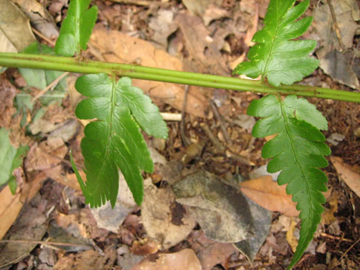 image of Dryopteris ludoviciana, Southern Woodfern, Southern Shield-fern